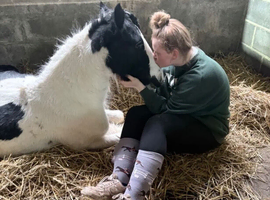 Stunning Irish Cob horse