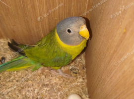 Plumhead parakeets proven pairs