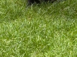 Female rabbit