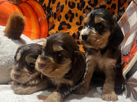 Show cocker spaniel puppies