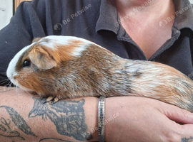 Female guinea pig