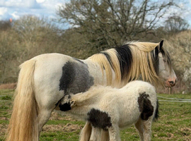 Broodmare or Ride & Drive Project