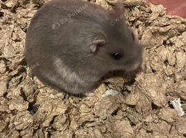 Dwarf hamster