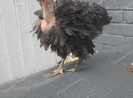 Necked neck bantam chicken