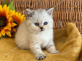 ABSOULETLY STUNNING PURE BRED BSH KITTENS