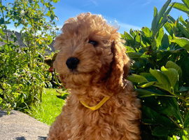 Stunning cockapoo girl