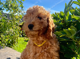 Cockapoo girl puppy