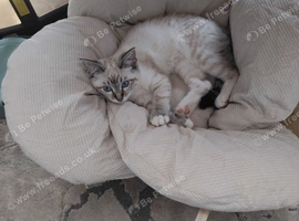 Siberian kitten