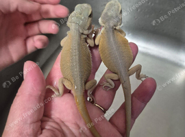 Baby bearded dragons