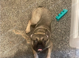 Gizmo 10month French bull dog