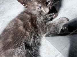Ragdoll cross domestic long hair ready to leave