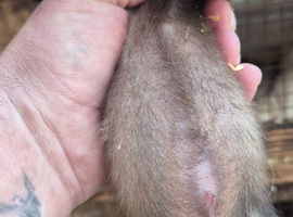 Ferret kits ....