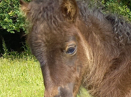 Tawna Murphy Show Quality Registered Miniature Colt Foal