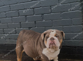English Bulldogs X2