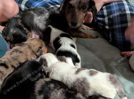 Beautiful Cocker Spaniel &times; Dachshund Cross Puppies