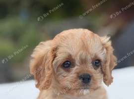 Health tested Cavapoos