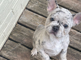Stunning pup looking for his forever home