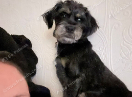 Female shorkie for sale