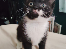 Back and white kitten