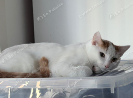 5 month old Turkish Van male