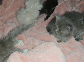 Munchkin litter