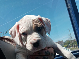 American bulldog