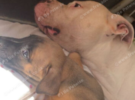 American bulldog