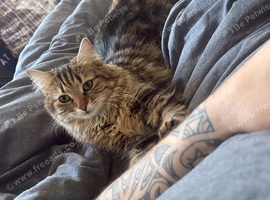 2 cats for rehoming