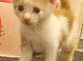 4 kittens