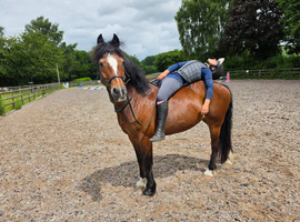 Toto super Welsh cob gelding allrounder