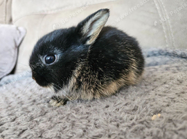 Gorgeous baby netherland dwarf boy