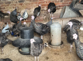 Young bronze Turkeys