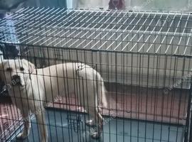 Labrador retriever