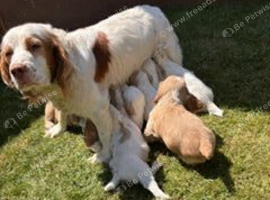 Lovely litter of Clumber X spaniels