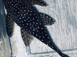 L240 Galaxy Pleco