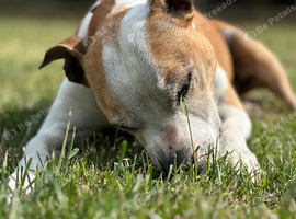 Roxy for rehome due to moving overseas
