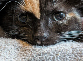 ONE MORE KITTEN LEFT
