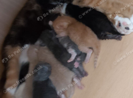 Last little boy from litter of 7 needs own home