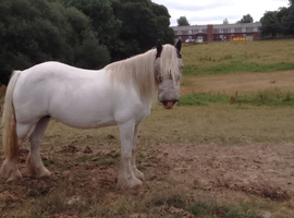 cob mare