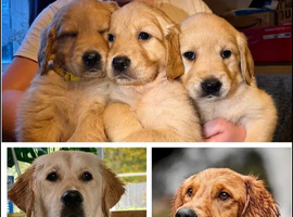 Beautiful Golden Retriever Puppies &ndash; 3 Boys & 3 Girls