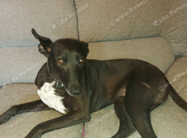 7 years old Lady needs new home