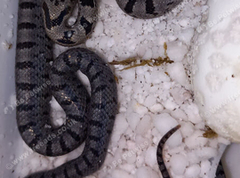 2026 Baird's Ratsnakes
