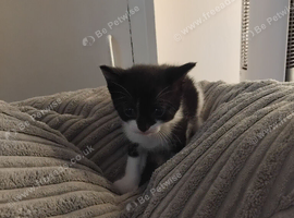 Kittens for sale