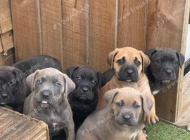 Cane Corso Puppies Available For Sale