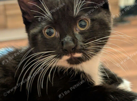 12 week old male kitten