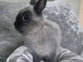Netherland Dwarf Doe
