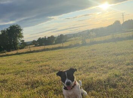 Pure jack Russel for stud