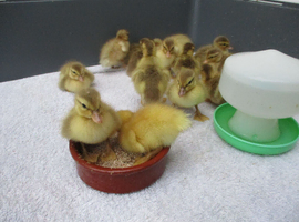 Call Ducklings