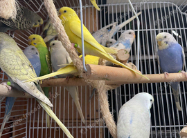 Baby budgies birds