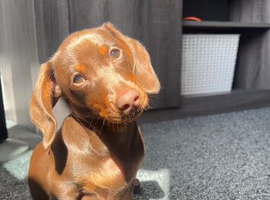 5month dachshund puppy